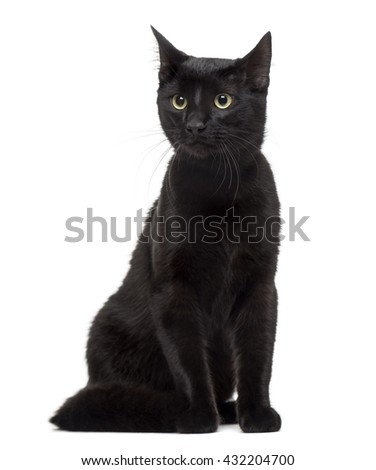 European cat looking away and sitting, isolated on white
