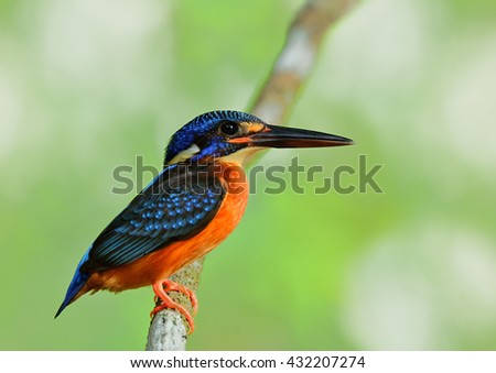 A female of Blue-eared kingfisher (Alcedo meninting) a little beautiful blue bird perching on the branch