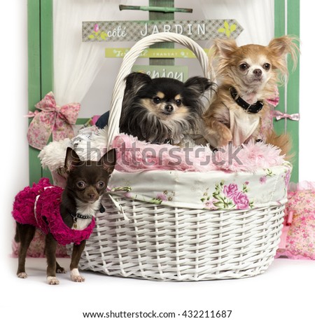 Group of Chihuahua sitting in front of a rustic background