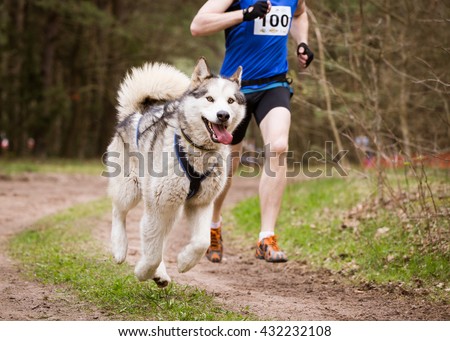 Sled Dog Sport Races canicross with Siberian Husky and Musher Royalty-Free Stock Photo #432232108