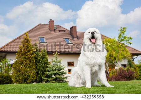 Big guard dog sitting in front of the house. Polish Tatra Sheepdog also known as Podhalan or Owczarek Podhalanski Royalty-Free Stock Photo #432259558