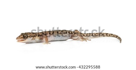brown spotted gecko reptile isolated on white background.
