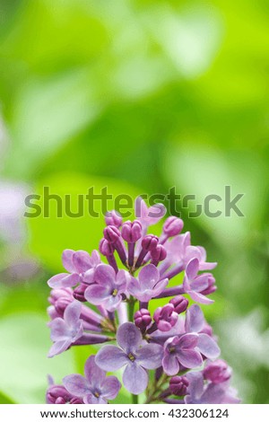 Close up photography of fresh lilac flowers.