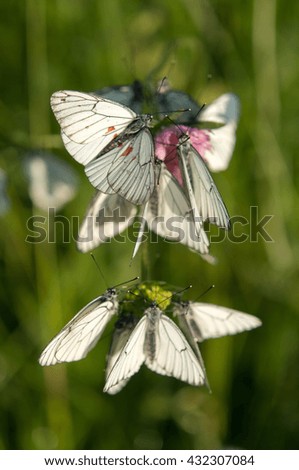 white butterflies on sand nature grass