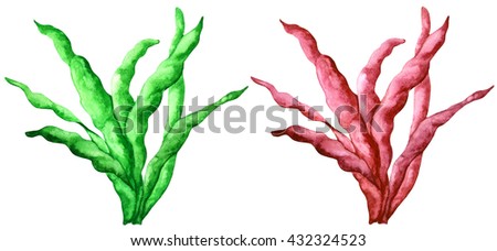 Watercolor sea weed, red and green colors set isolated on white background. Hand painting on paper