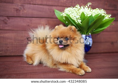 Pomeranian dog on wooden background. Beautiful dog indoor. Happy dog. Dog with flowers