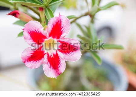 pink impala Lily flower in garden,desert rose flower (selective focus)