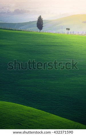 Tuscany landscape, wheat field and tree, Italy Europe