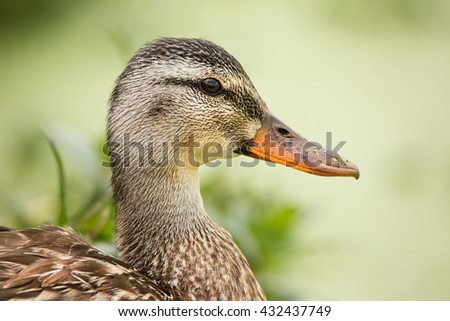 Female Duck Profile With Green Plantlife in the Background