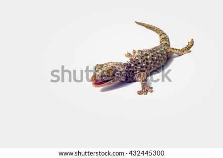 Gecko is the nature of the animal crawl over the body a little more colorful spotty good adhesion eating insects as food.