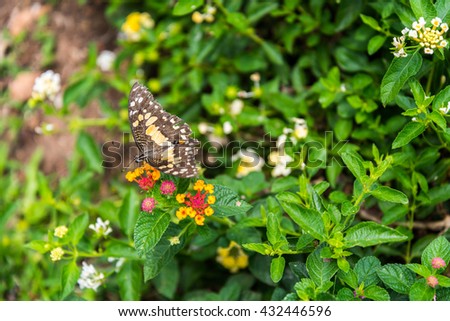 butterfly on flower -Blur flower background
