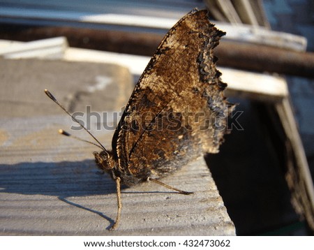 butterfly urticaria sits on a wooden Board