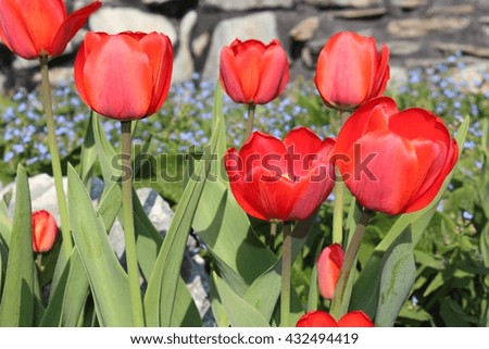 Tulips flowers spring bloom in the garden