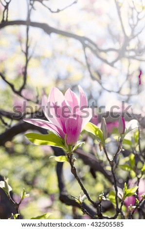 Beautiful Flowers of a Magnolia Tree. Soft focus
