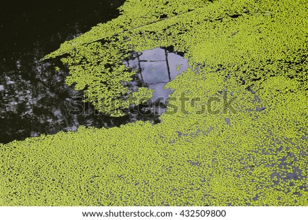 Green duckweed background