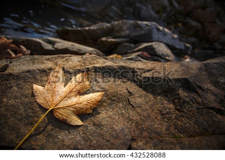 yellow autumn maple leaves resting on a rock