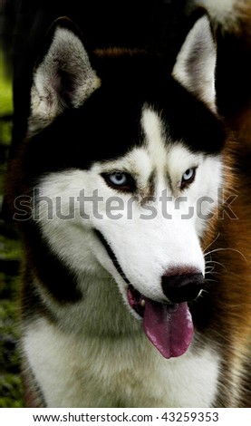 Husky Dog