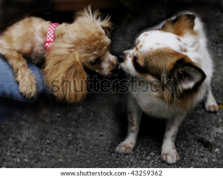 Poodle and Chi Hua Hua kiss
