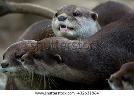 Otter (Lutra Lutra) and her cuteness and sample mouth