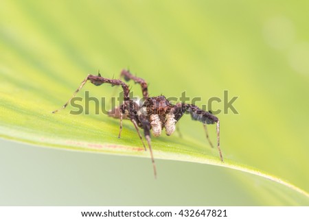 Portia Jumping Spider on leaf , Close-up of Portia jumping Spider , Spider of Borneo
