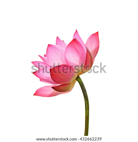 Lotus flower isolated on white background. Royalty-Free Stock Photo #432662239