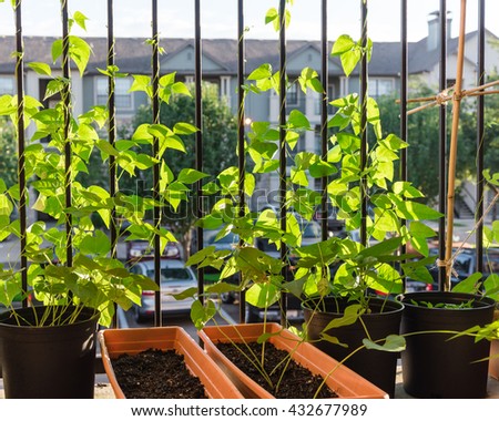 Home grown organic vegetable, bean in the pots over the apartment patio/terrace/balcony/porch in Houston, Texas. Urban farm and container gardening concept. Great for agriculture publication.
