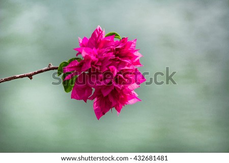 Flowering bougainvillea