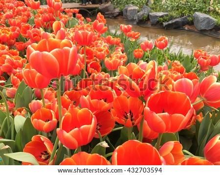 Orange tulip flower on the garden.