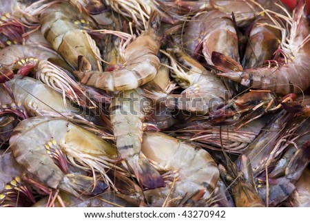 lots of fresh shrimps