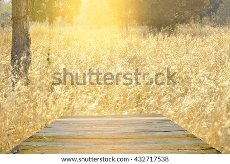 Beautiful meadow in the early morning.  Sun shine with golden light.