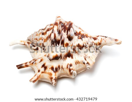 Lambis tiger shell isolated on white background. Close-up view.