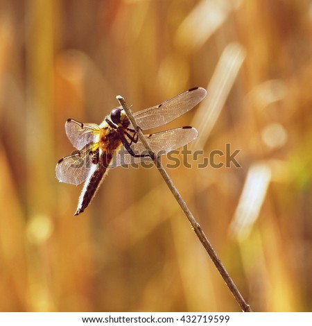 Beautiful dragonfly. Macro shot of nature.
Libellula depressa. Insects up close. 