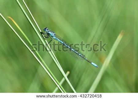 Beautiful blue dragonfly. Macro shot of nature.
Coenagrion puella nature. Insects up close. 
