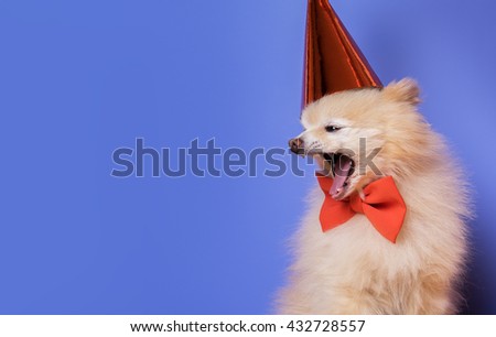 image of little funny dog