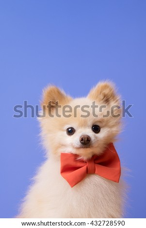 image of little funny dog