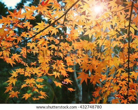 Color change of Autumn maple leave in Japan with sun light- Abstract natural background