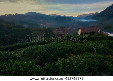 Landscape of Tea Field with fog in morning
