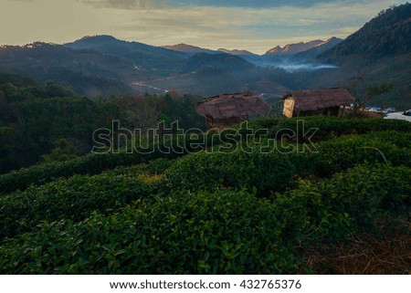Landscape of Tea Field with fog in morning
