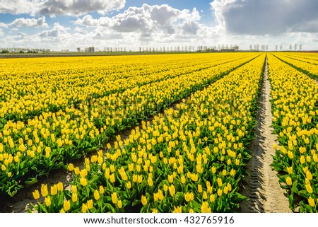 Backlit image of a Dutch landscape with diagonal converging flowerbeds with bright blossoming yellow tulips at the company of a specialized bulb grower.