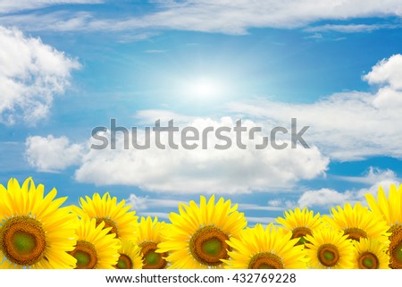 Sunflower Background on blue sky for presentation