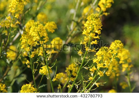 close photo of yellow blooms of rapeseed (Brassica napus)