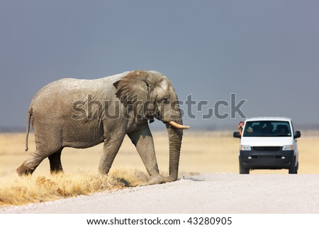 Tourist leaning out of vehicle to photograph an elephant walking over road; Etosha