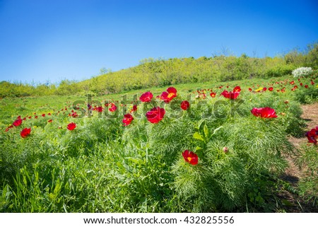 Panoramic view over red peony wild flowers field, in Zau de Campie, Romania