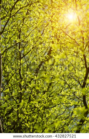 Terminalia ivorensis tree branch in the spring season with sunlight. Un-focus image