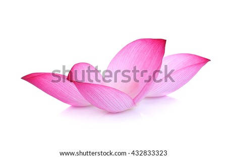 lotus flower petal on white background