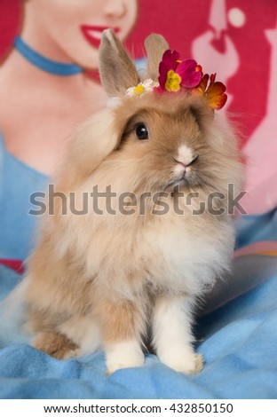 Bunny - Cute lionhead rabbit with flowers on head and post action for photography 