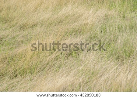 Blur background for grass