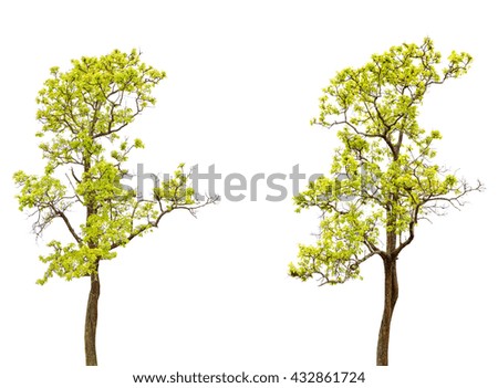 collection of tree isolated on a white background