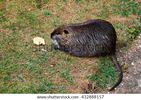 Coypu or river rat, eating bread on the grass in the garden around the Eiffel Tower 