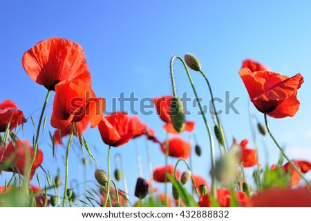flowers red poppies. flower field. blue sky. Close-up of a flower. background